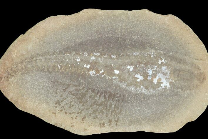 Fossil Tummy Tooth Worm (Didontogaster) Pos/Neg - Illinois #120950